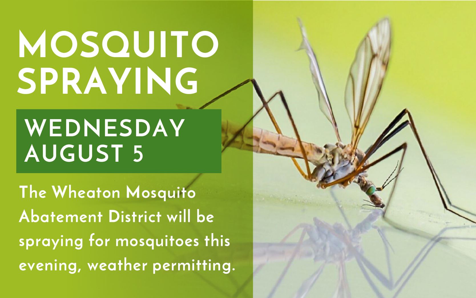 MosquitoAbatement_Artwork080420-01
