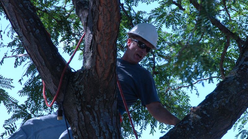 Newsflash_TreePruning