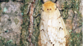 gypsy moth