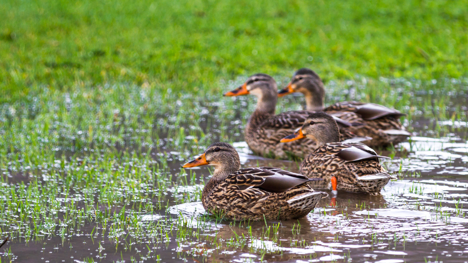 yard flooding