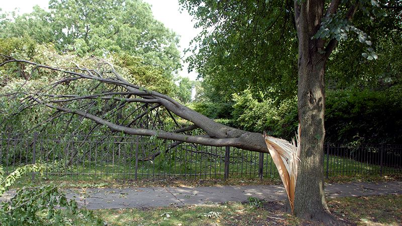 tree storm damage